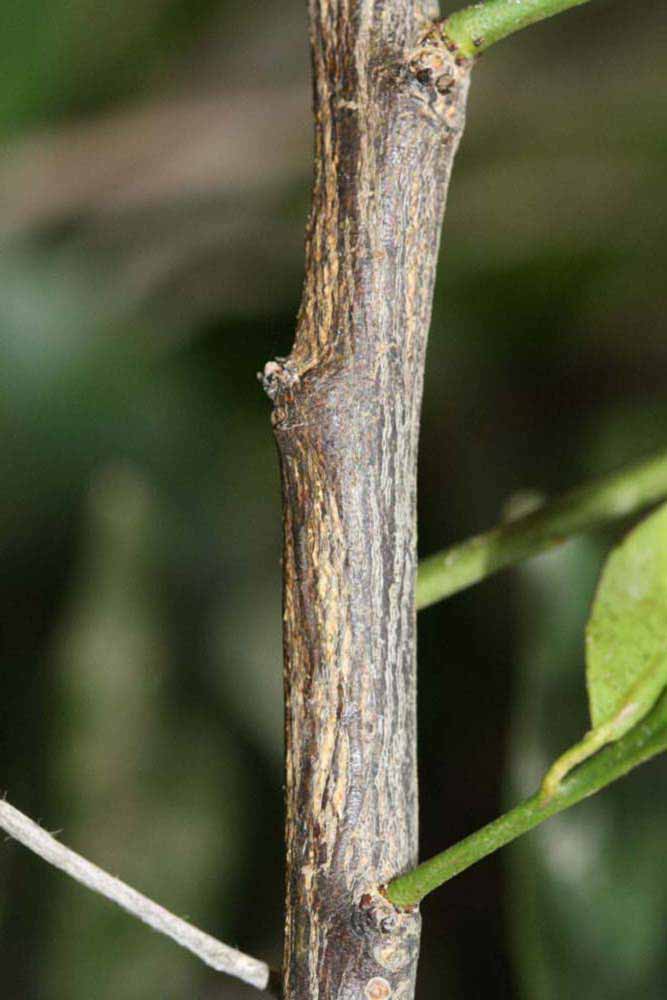              Second - third year twig (Riverside, CA)       